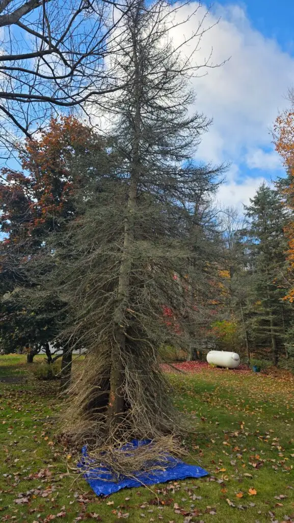 A dead pine tree