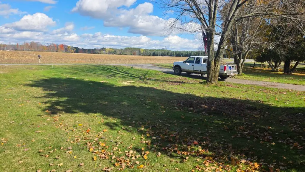 After dead pine tree removal