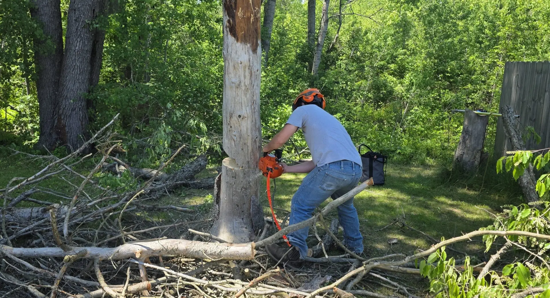 A guy cutting down a small tree