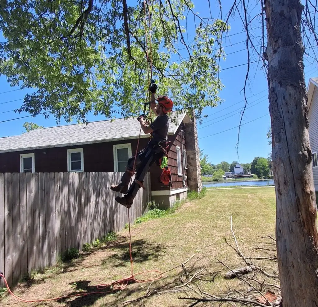 A guy climbing a tree with a harness