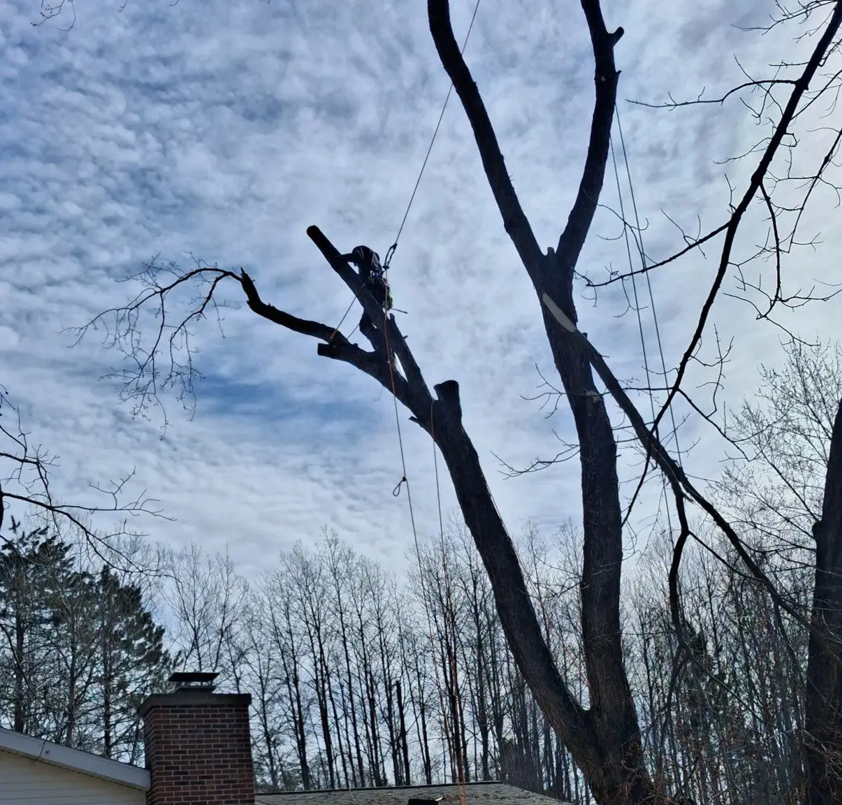 A guy limb walking in a tree